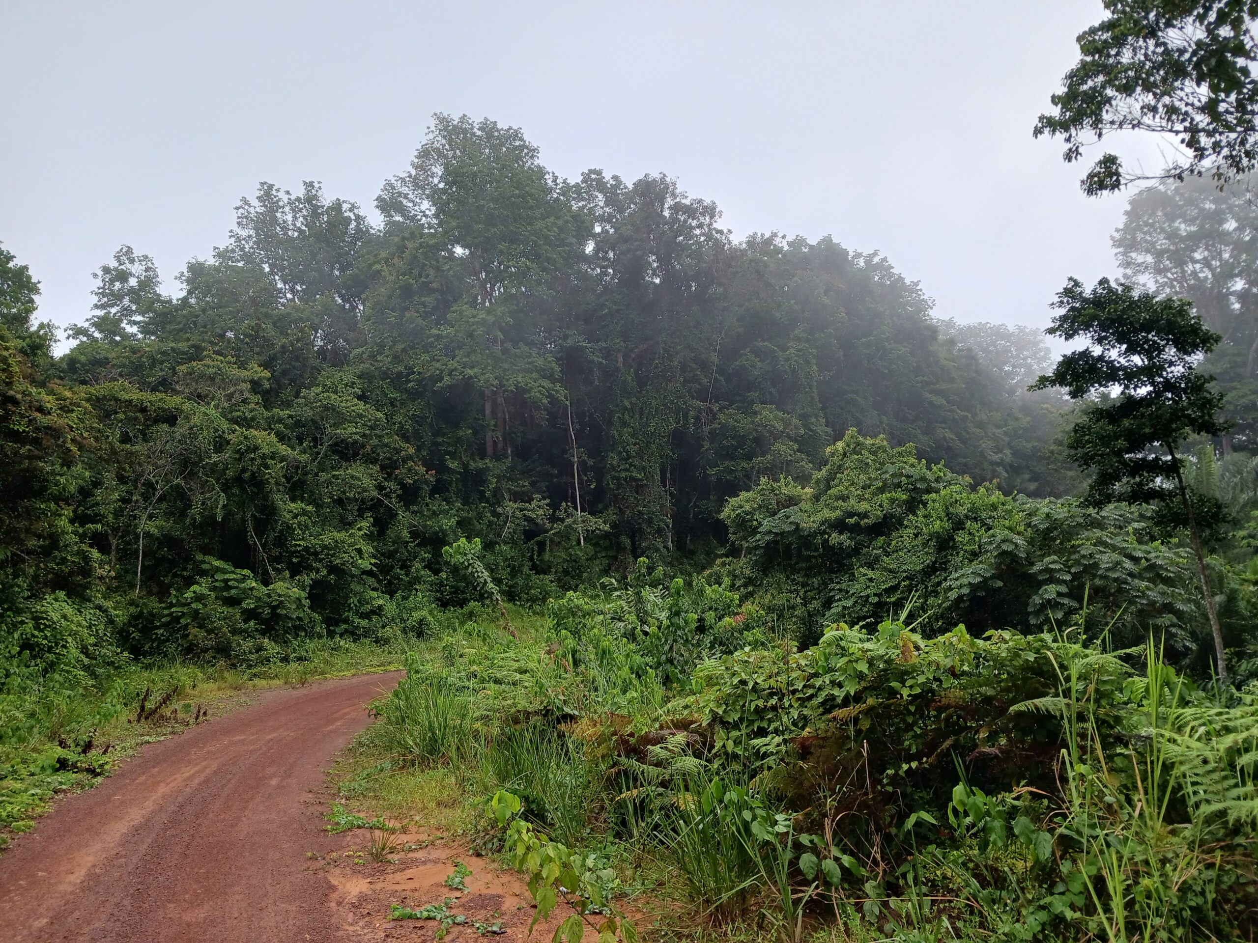 Path through Gabonese forest